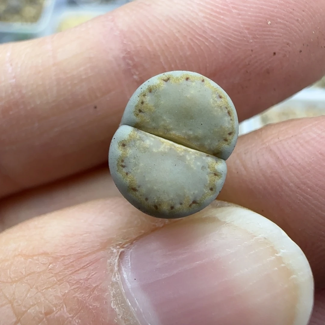 121饼干清框福利30包邮