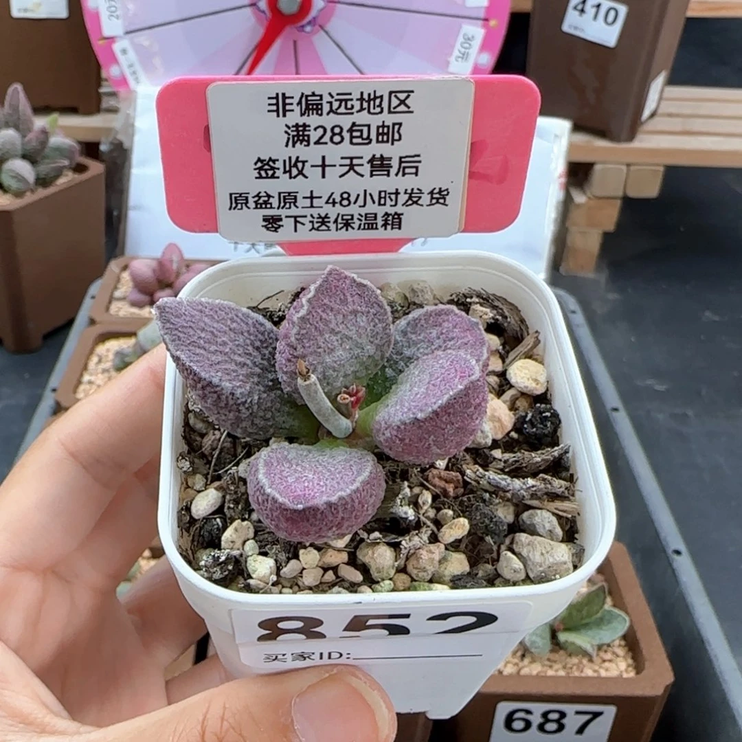 852哈莫猪肝多肉