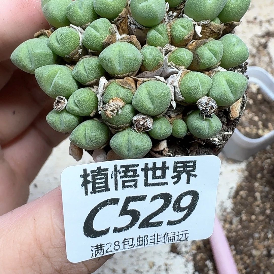 多肉植物的润泽发发