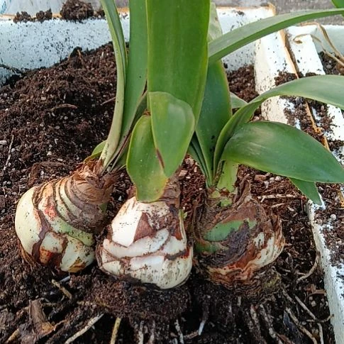 一***i无花朵安吉拉，三个残次