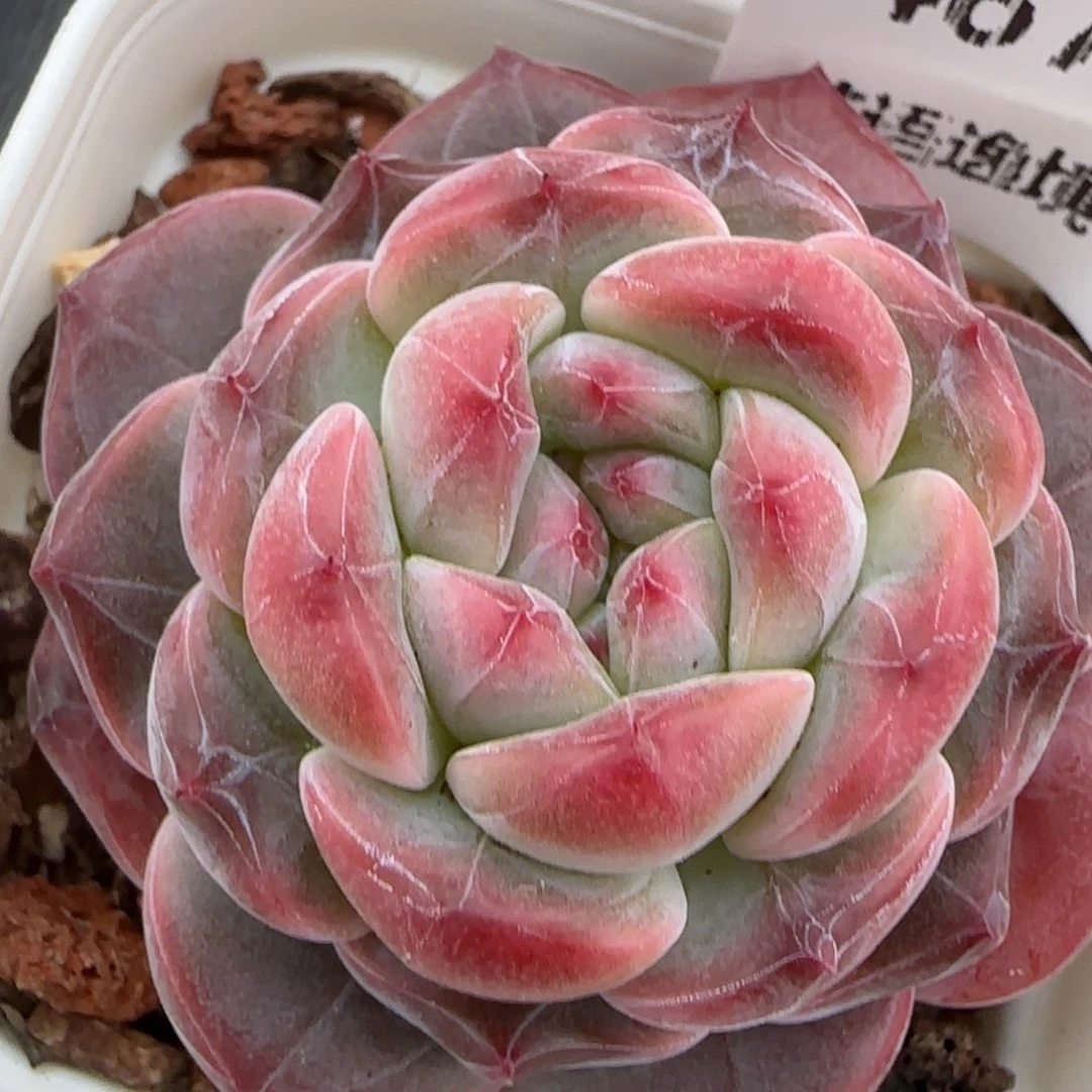 花语逸镜0207-487