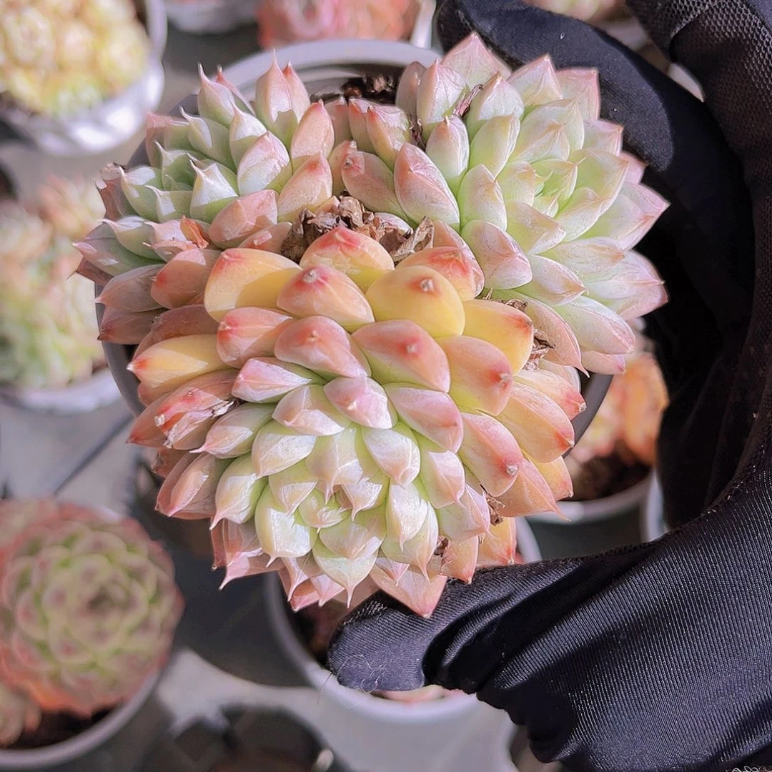 美尼9公分99999999999999