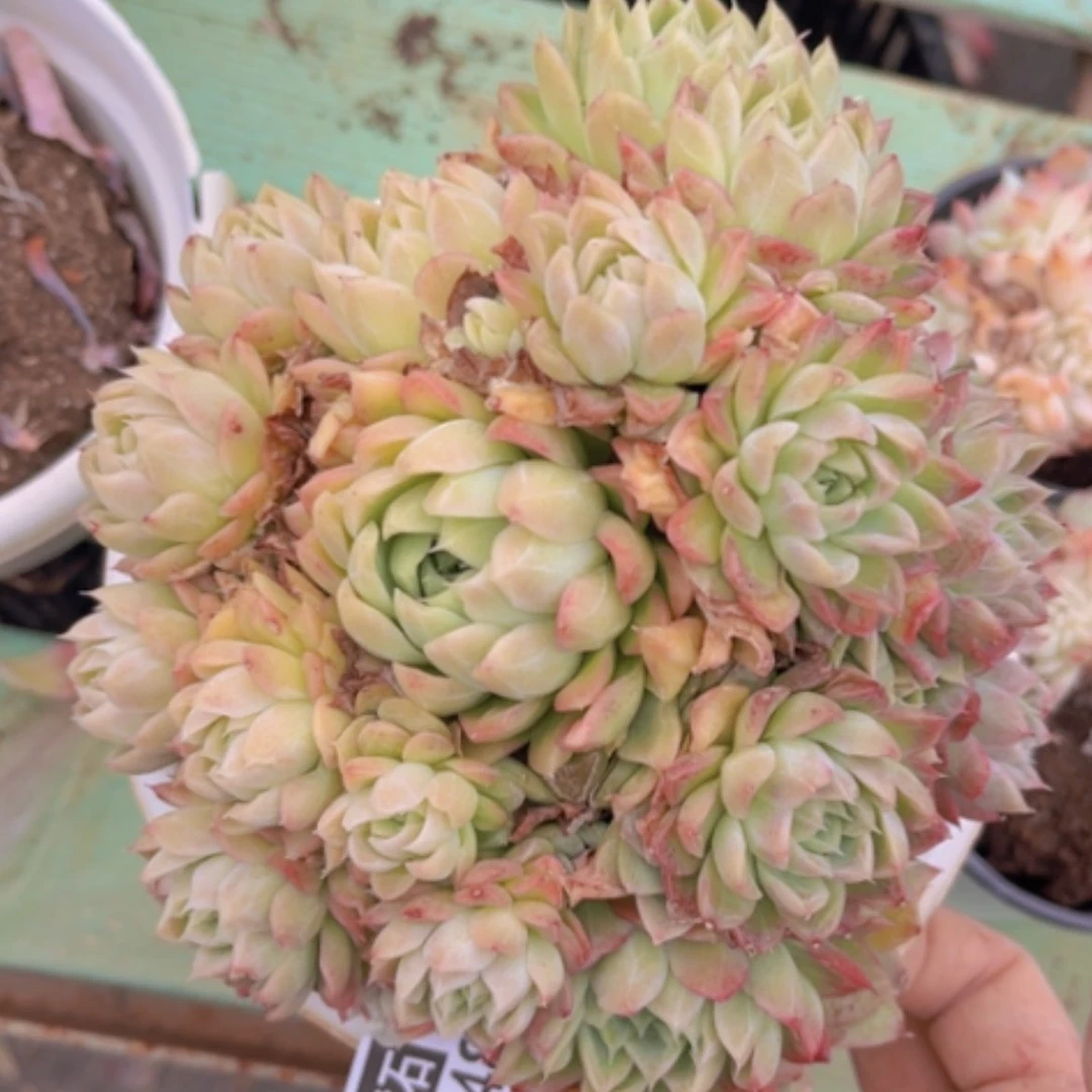 【闪购商品】玲珑珍妮07148