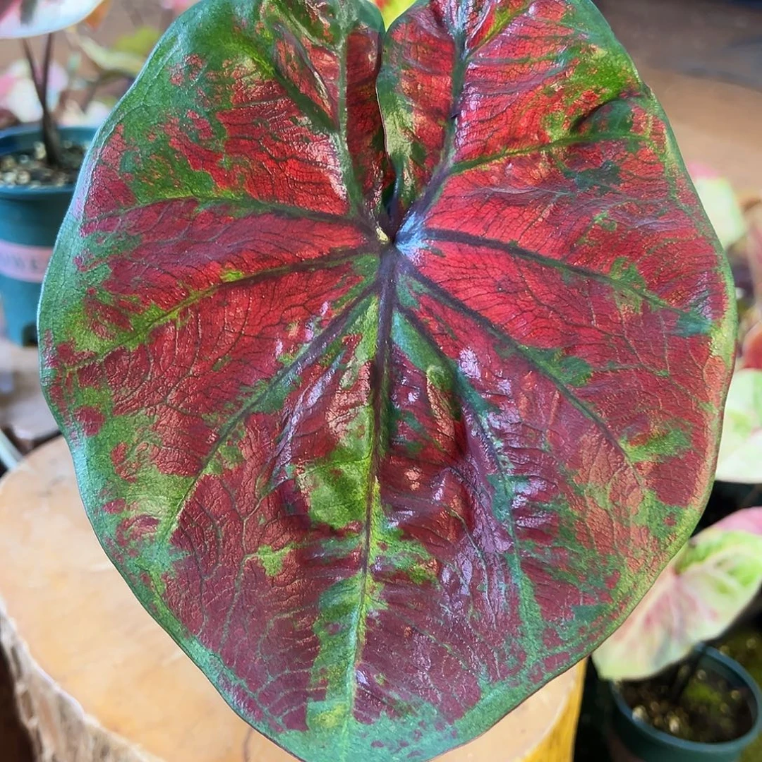 无花朵大大球泰彩绿花脸32