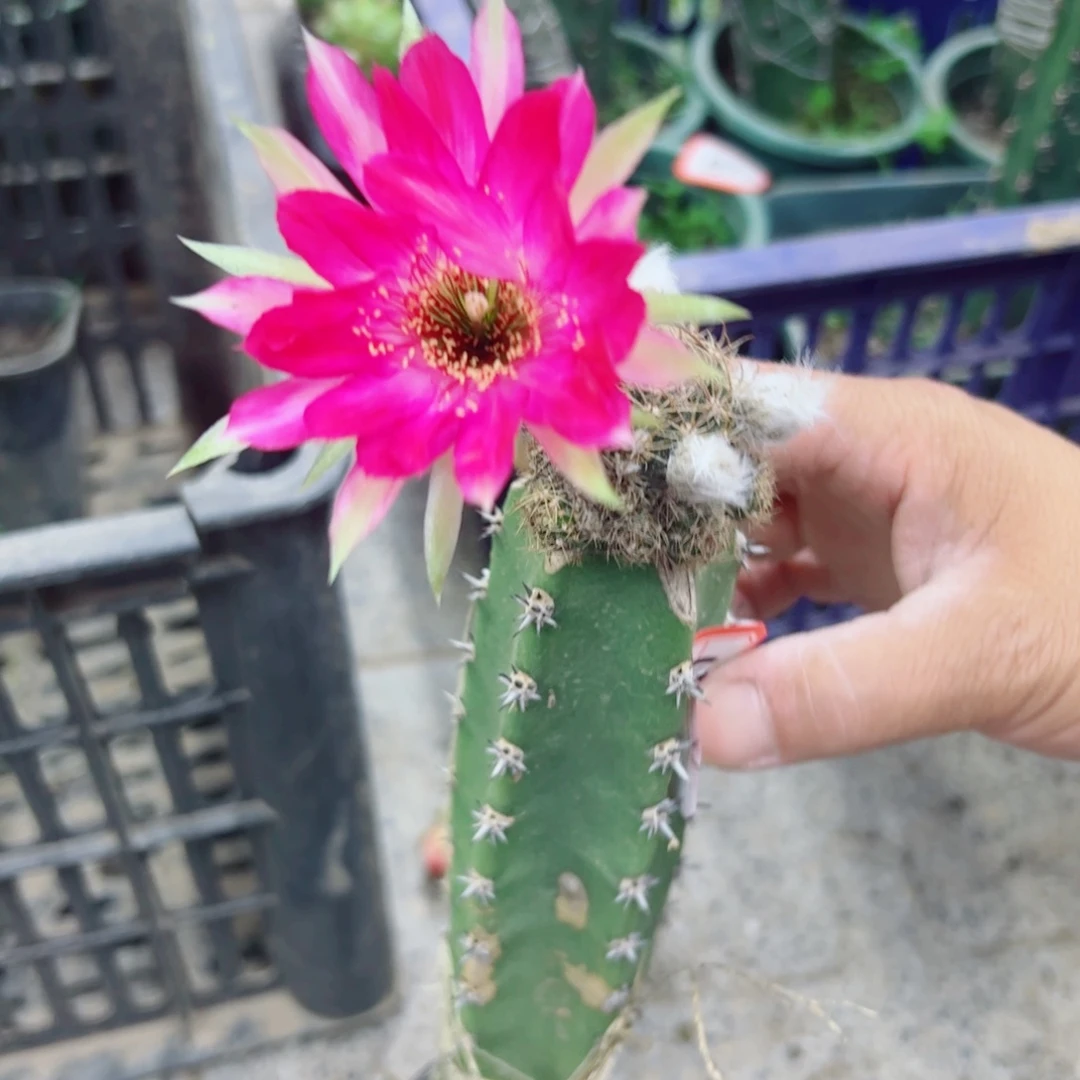 下162嫁接丽花斑点歪掰花脱土发货20包邮