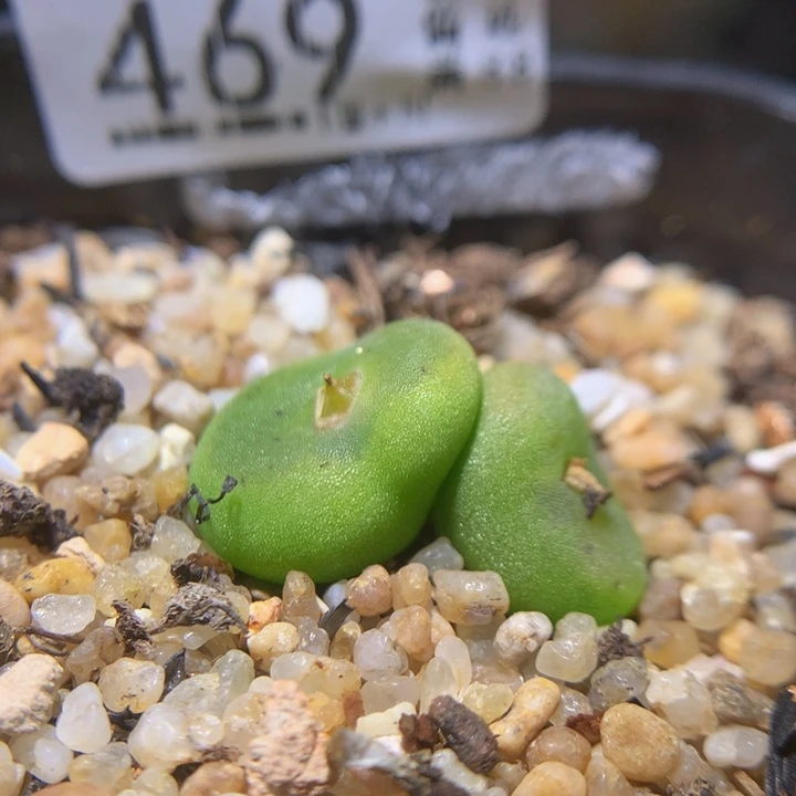 精品生石花37.469