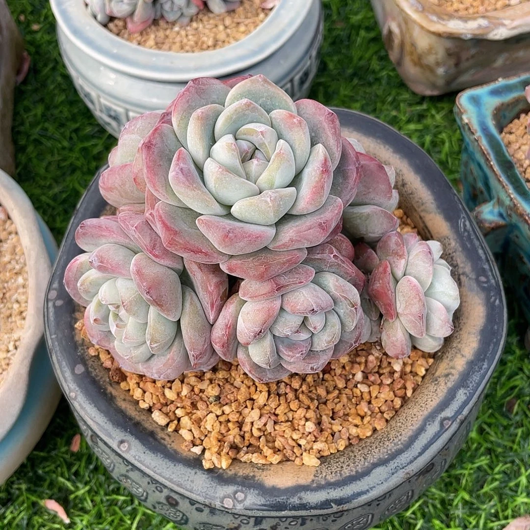 冰玉群生多肉植物一物一拍多肉