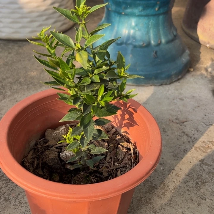 八房柑盆景绿植园艺