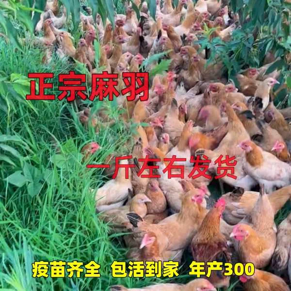 【买5送1】一斤左右正宗土鸡宠物鸡麻羽农家宠物鸡