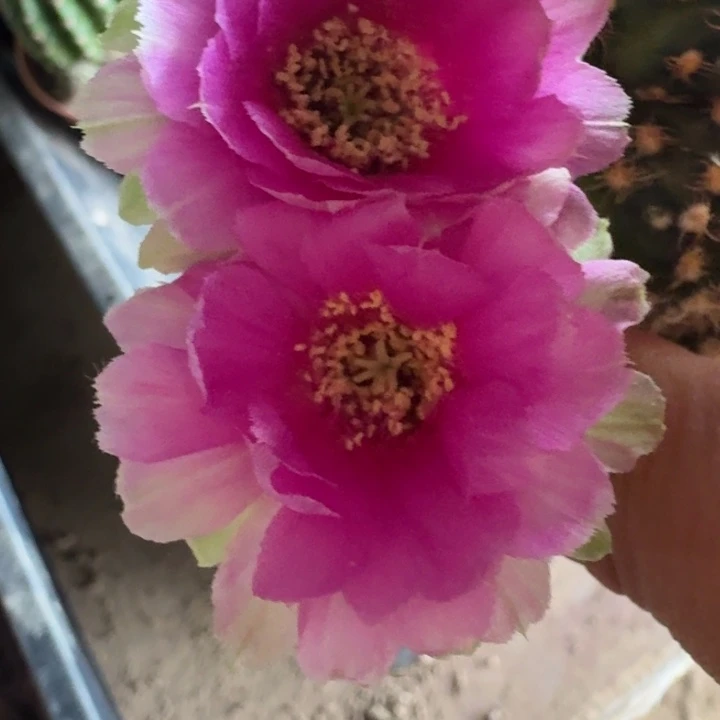 307丽花魅影歪3公分左右无根侧牙，20包邮