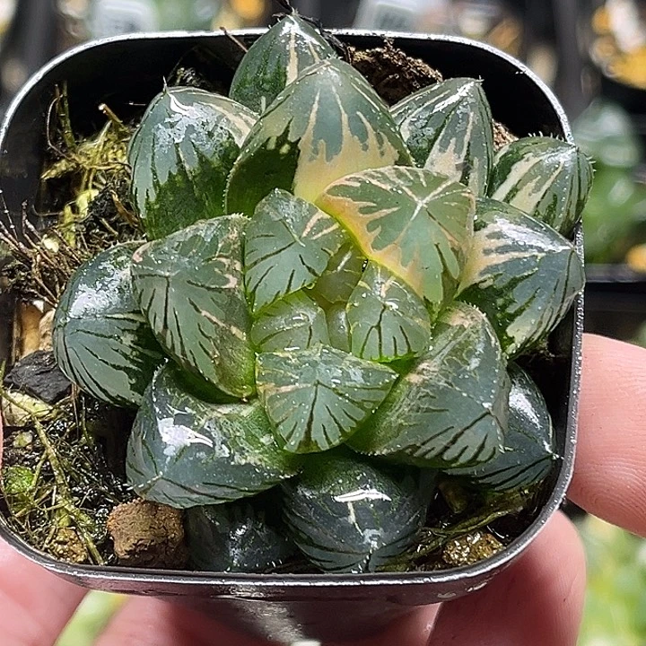 197霓虹灯×龙鳞玉露锦