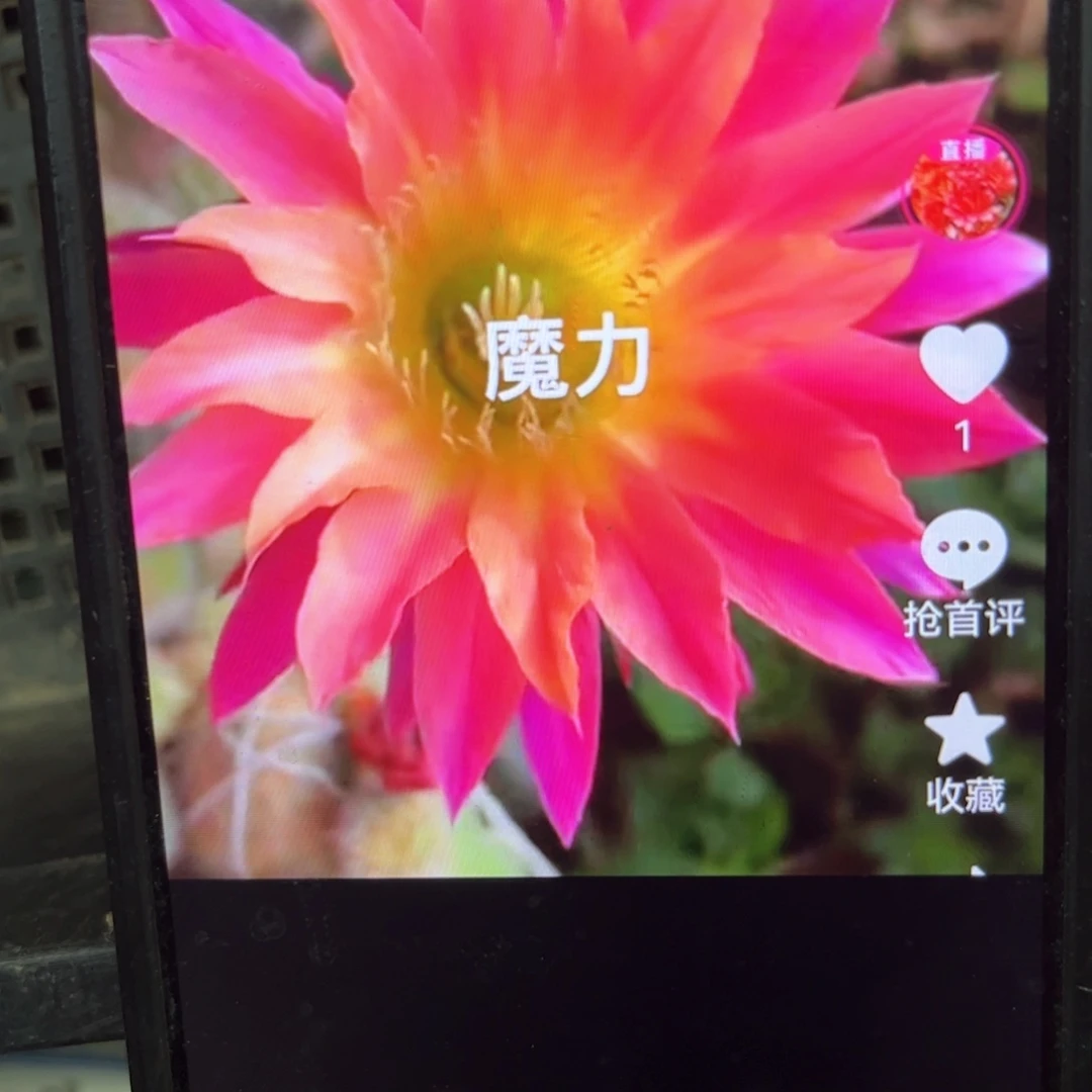 魔力彩侧牙20包邮仙人球25