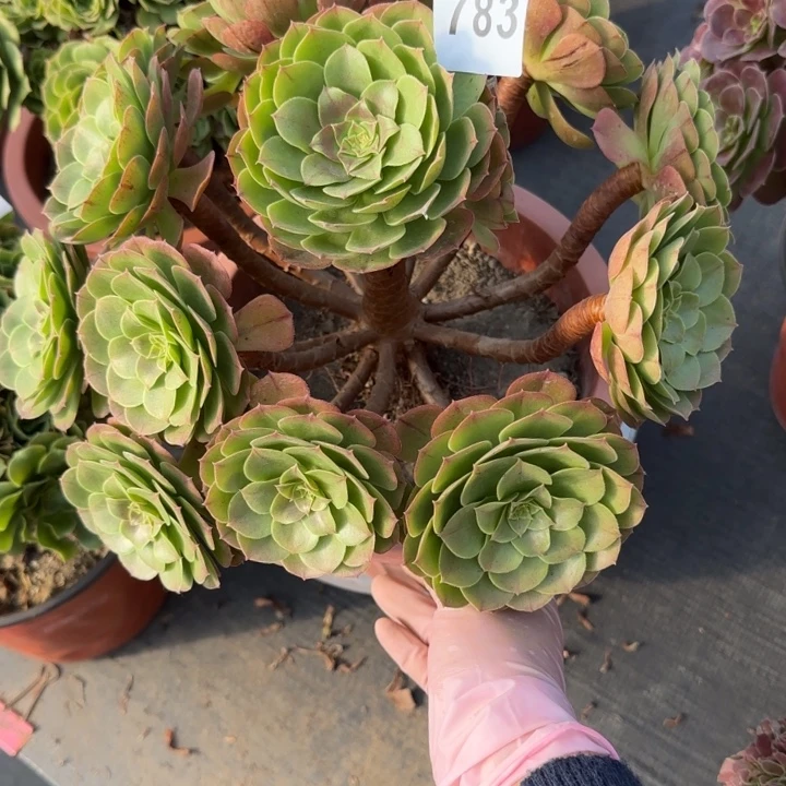 多肉植物沙拉碗783