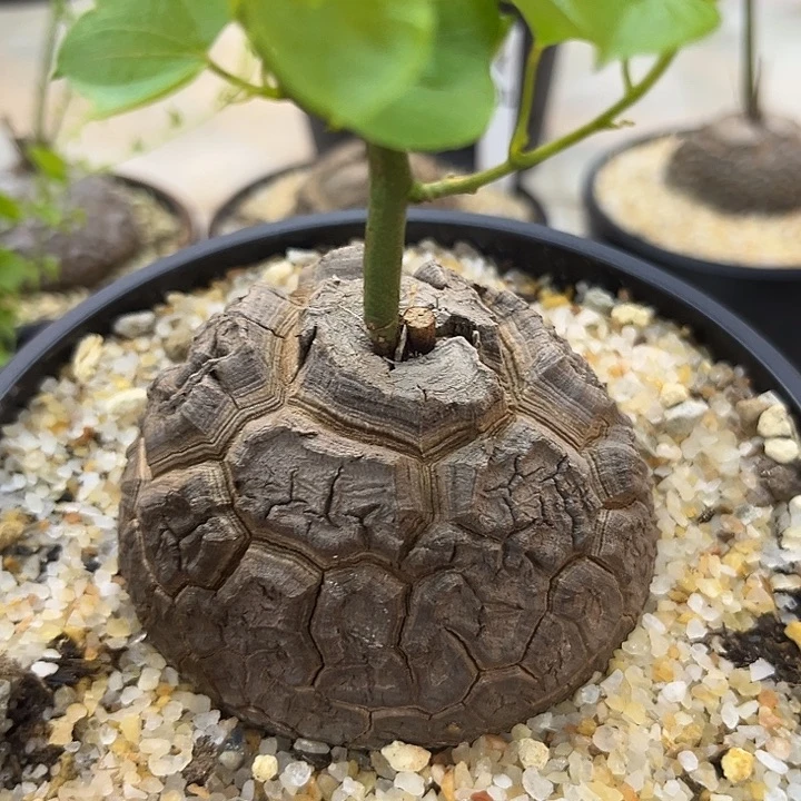 汤圆植物9005龟甲龙