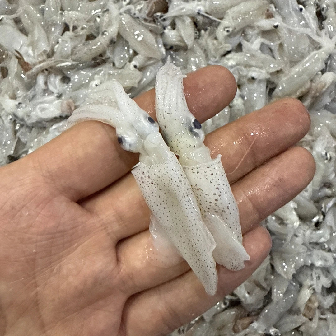 渤海湾海捕蜜鱼！3斤！ 新鲜度一级棒！