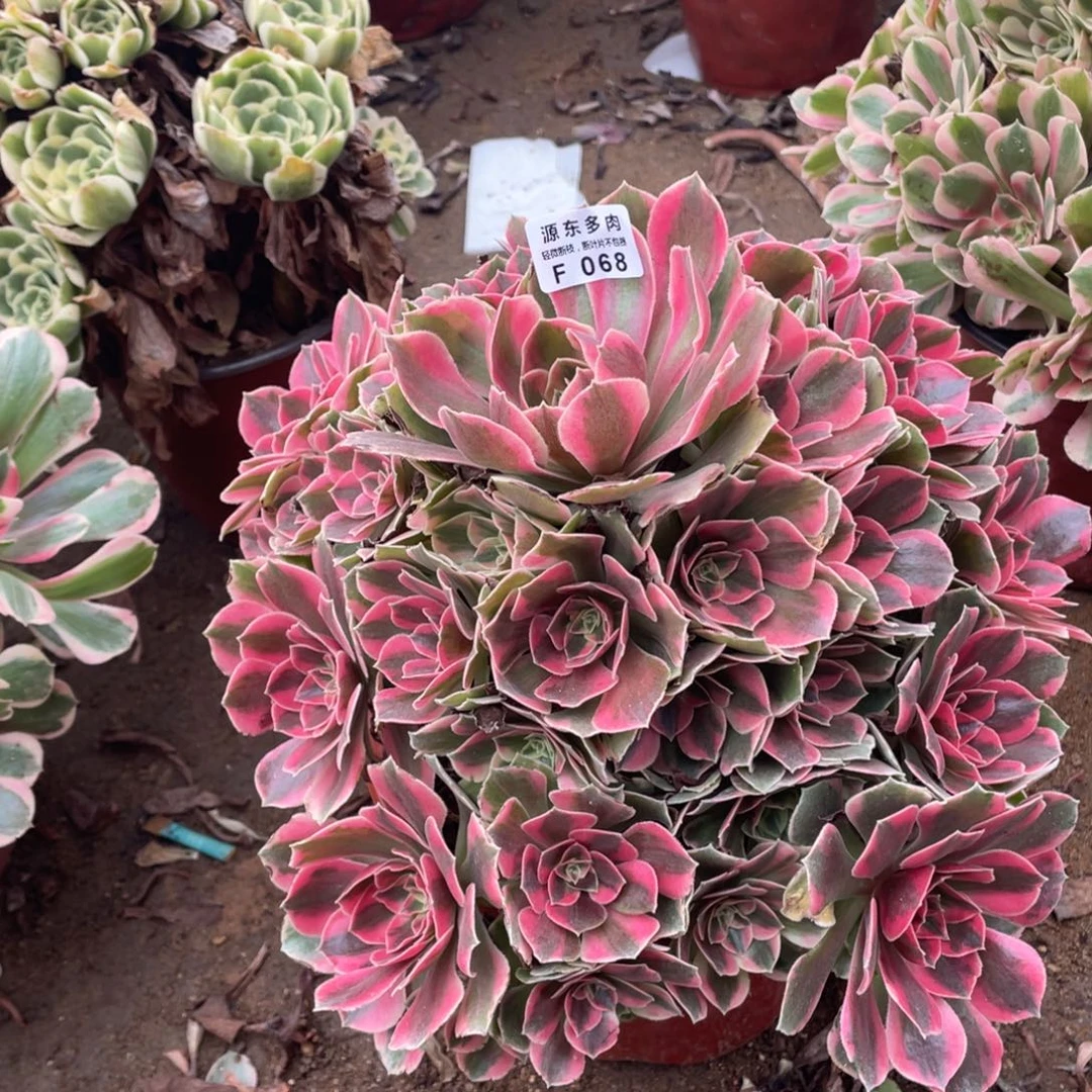 068爱女妖多肉法师断枝不包