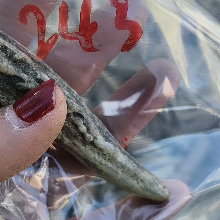 白***辰鹿角鹿角鹿角鹿角鹿角鹿角