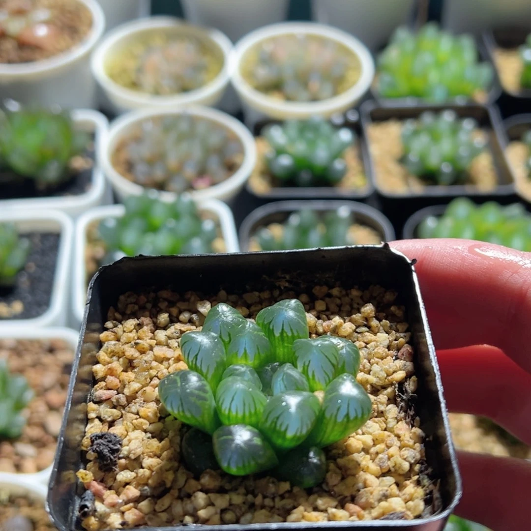 圆头实生玉露多肉植物