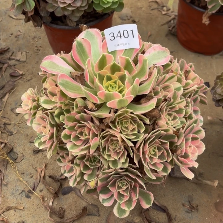 粉女巫多肉处理不包断头3401