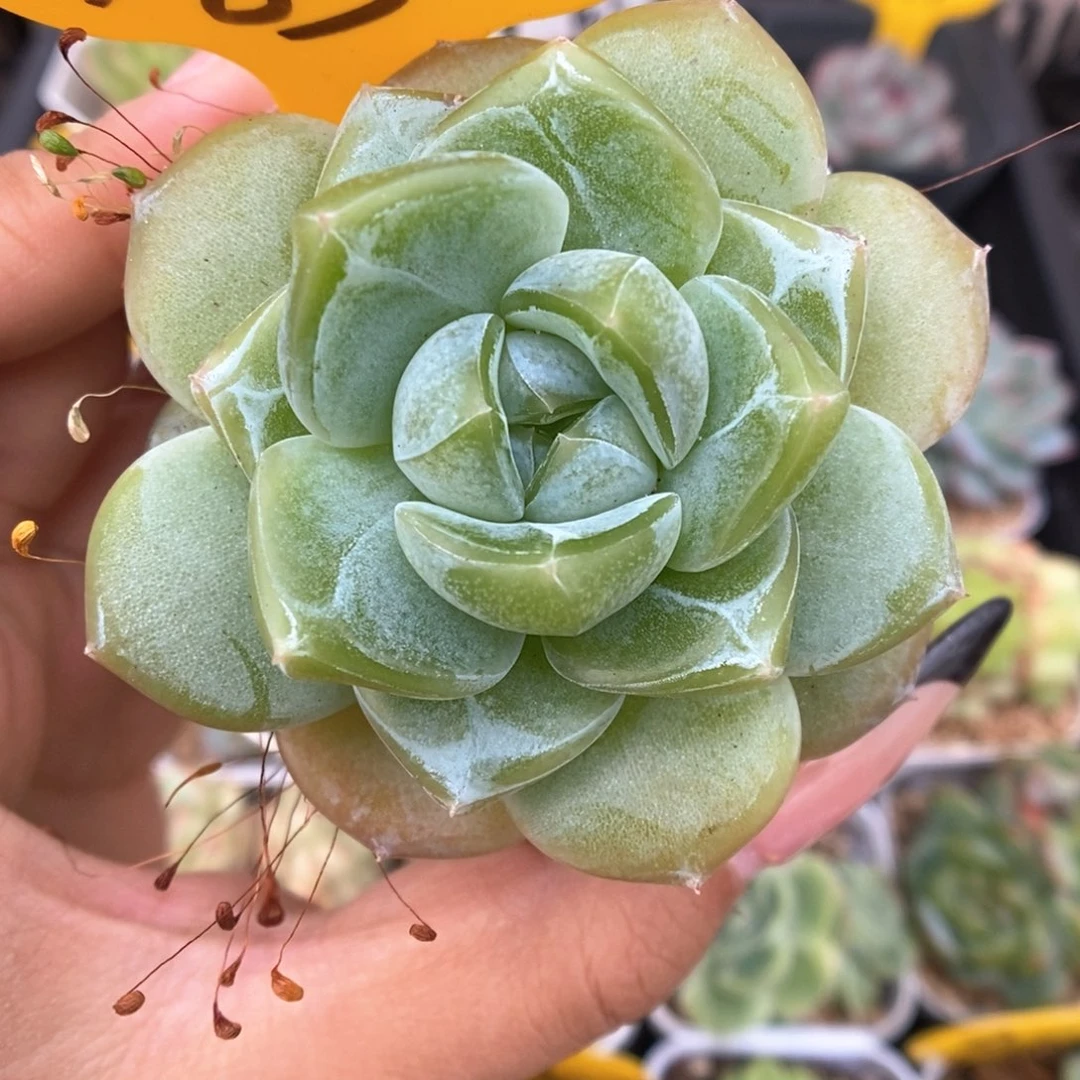 绿钻珍妮983号。