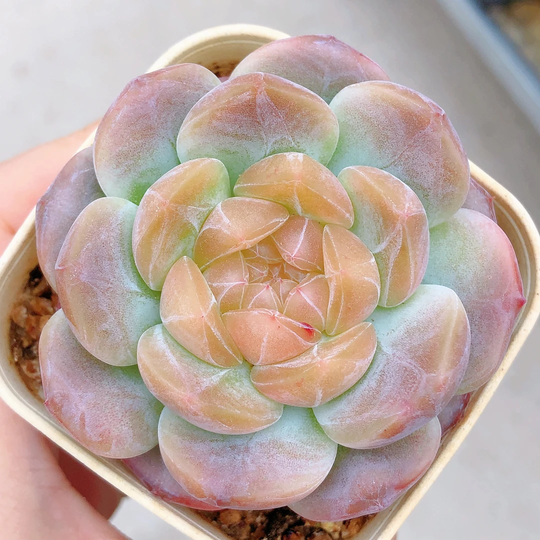 多肉植物     单头大理石冰魄一颗（尺寸5左右）满28包邮除偏远