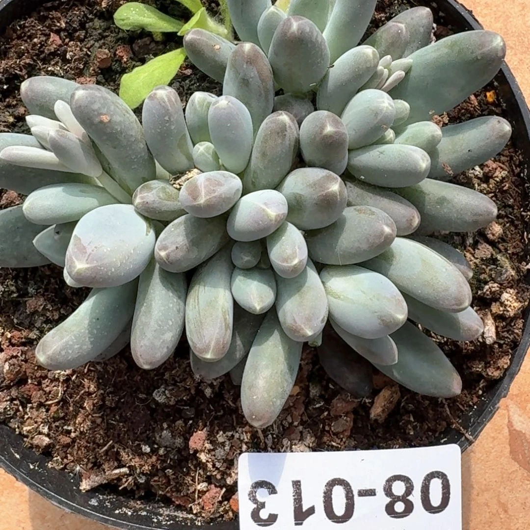 08.13雪粒橙多肉