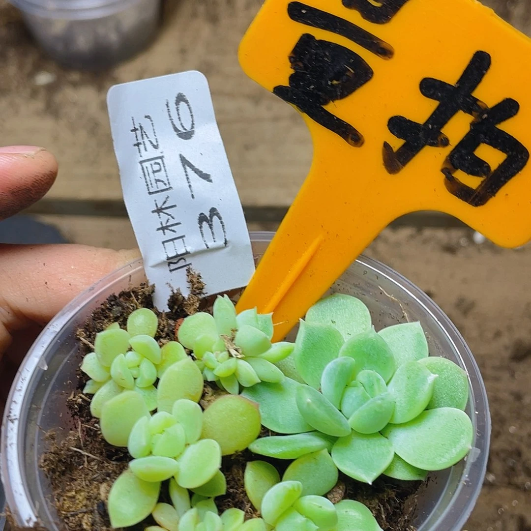 量拍多肉植物多肉植物376