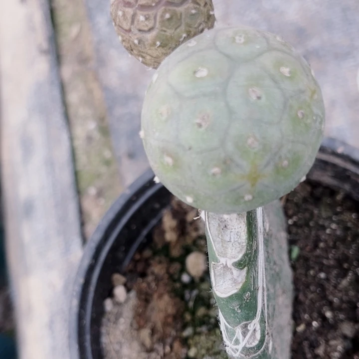 无*嫁接习志野绿博文