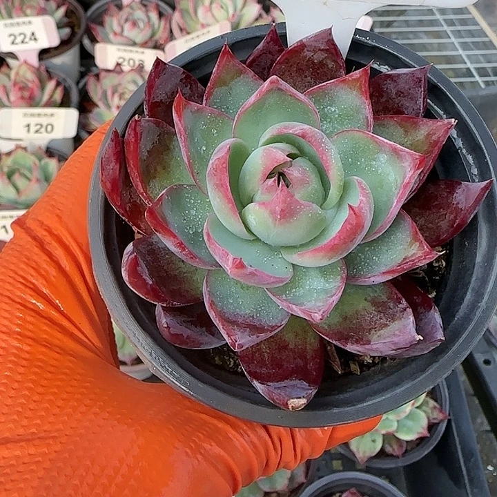 121 惊鸿仙子多肉植物6-9cm