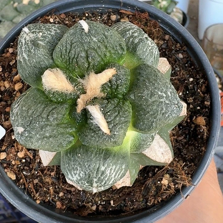 【闪购商品】无花朵用****7连山110