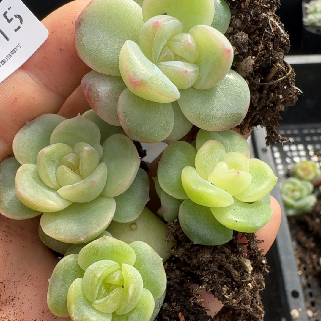 一物一拍一物一拍1031-15