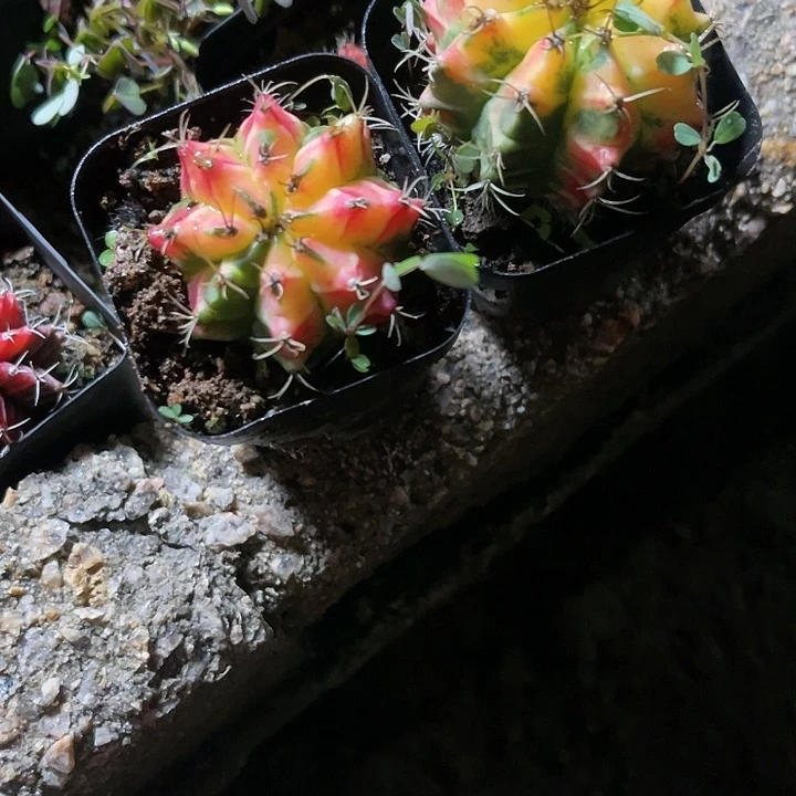 仙人球好好看好漂亮30