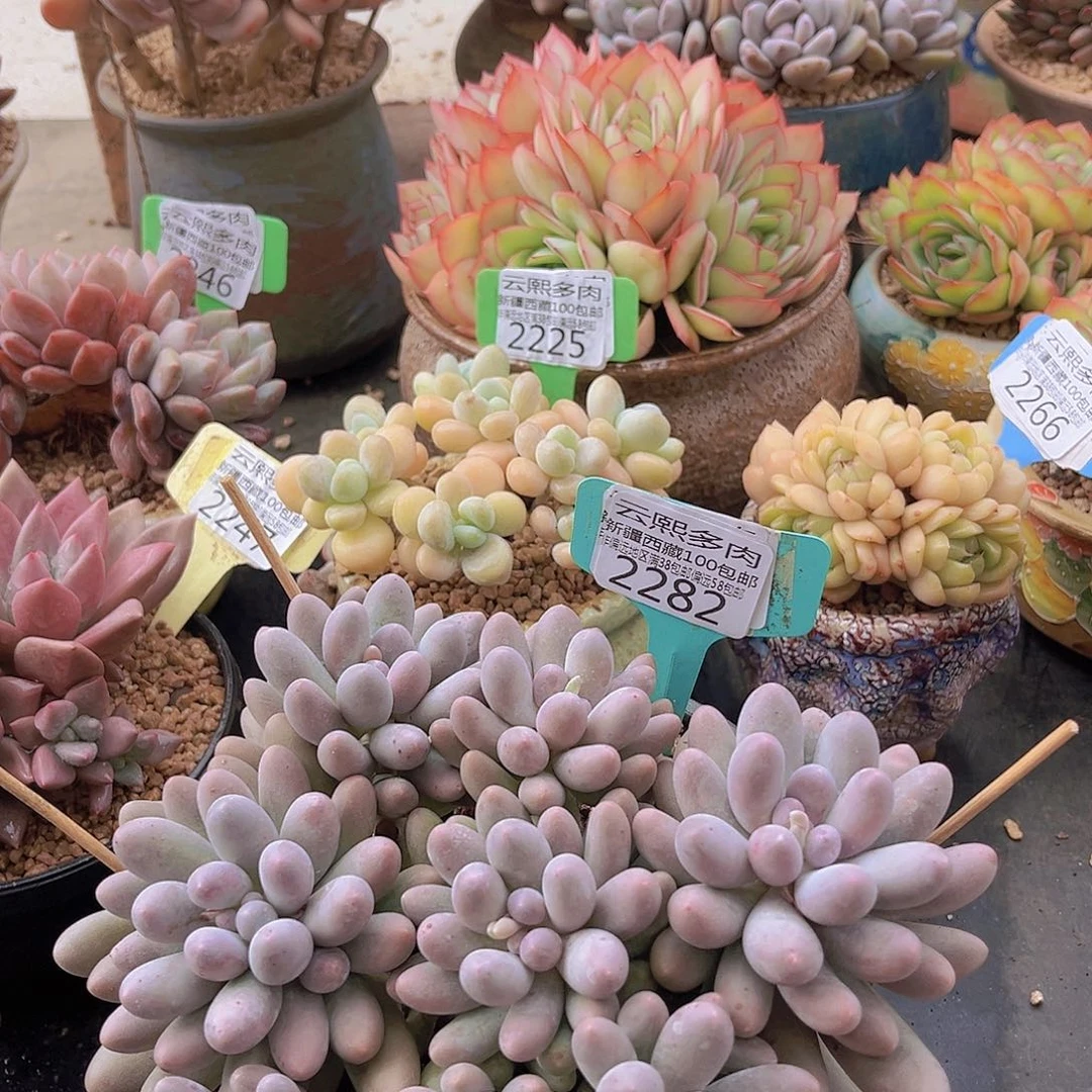 2282汤圆多肉植物