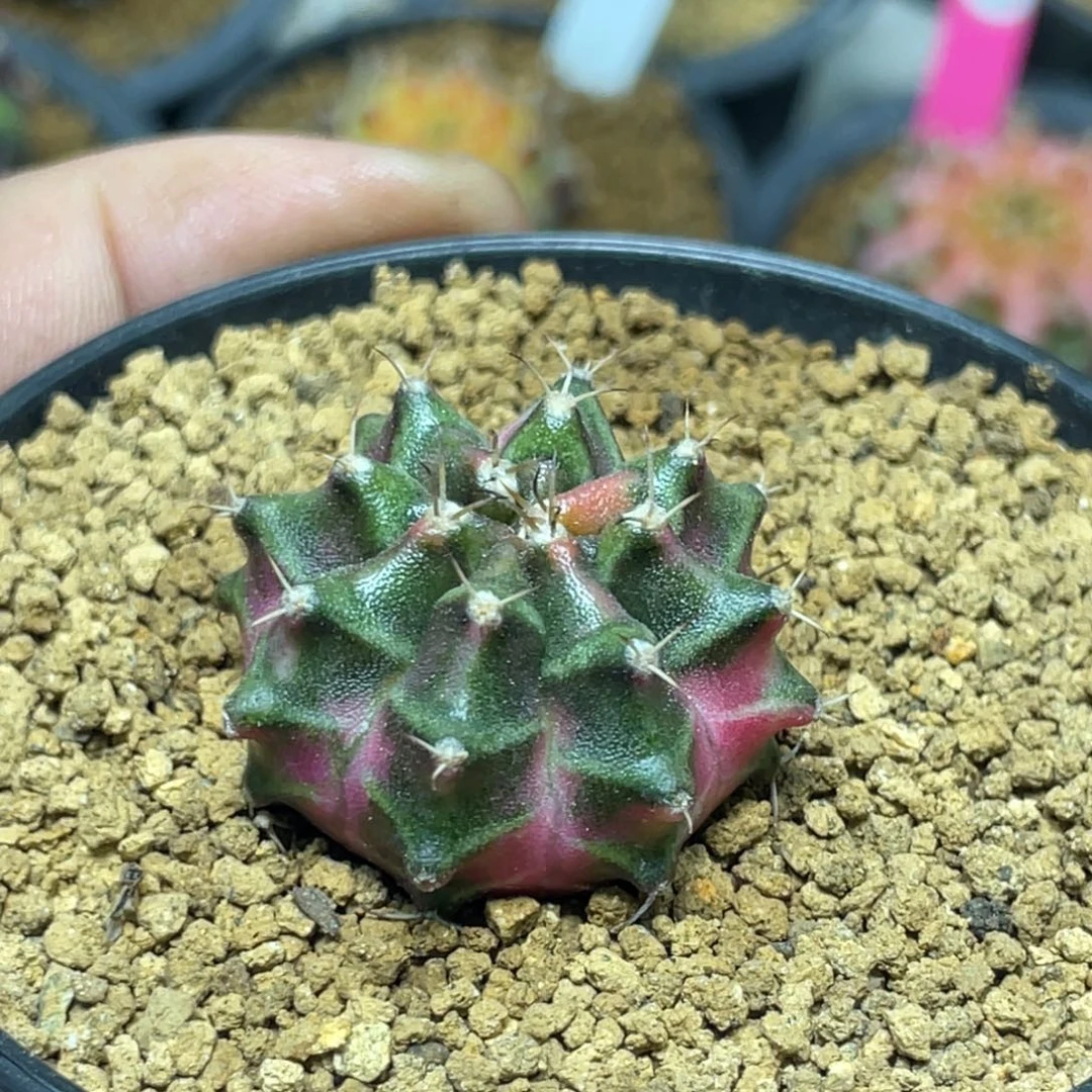 当前无花朵，栽培后可花朵紫粉臀虎斑