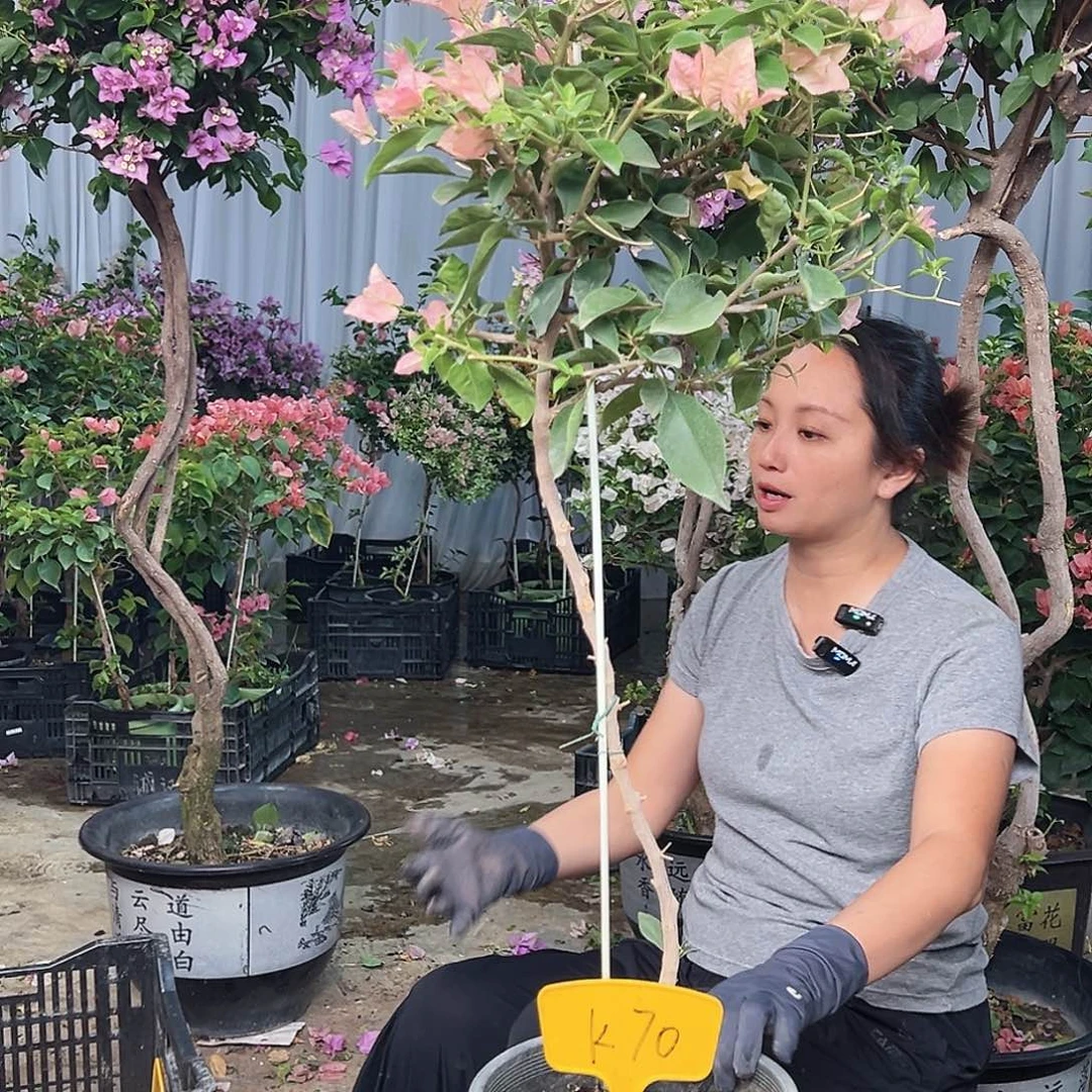 黄***叶大部分花苞少量开放K70卡亚塔