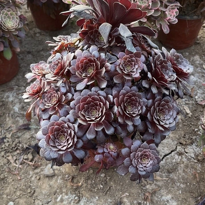 多肉植物法师墨铜1