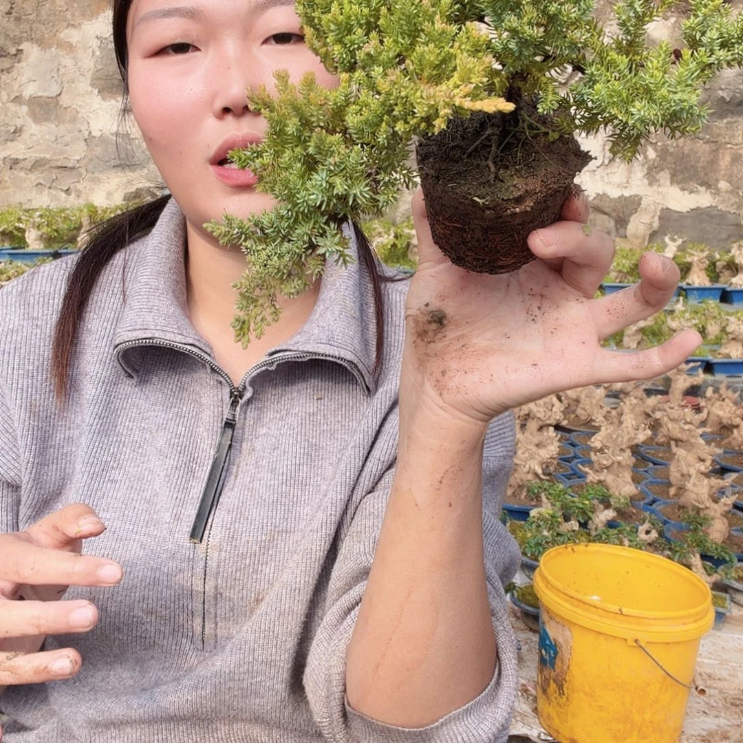 子***鱼无花朵黑胡椒粉地方干活