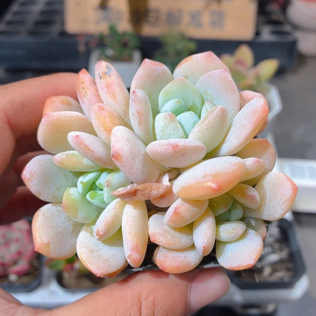 冷香多肉9.9包邮发货