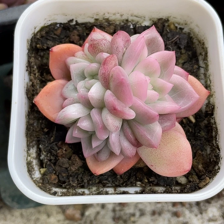 冰月亮锦一物一拍