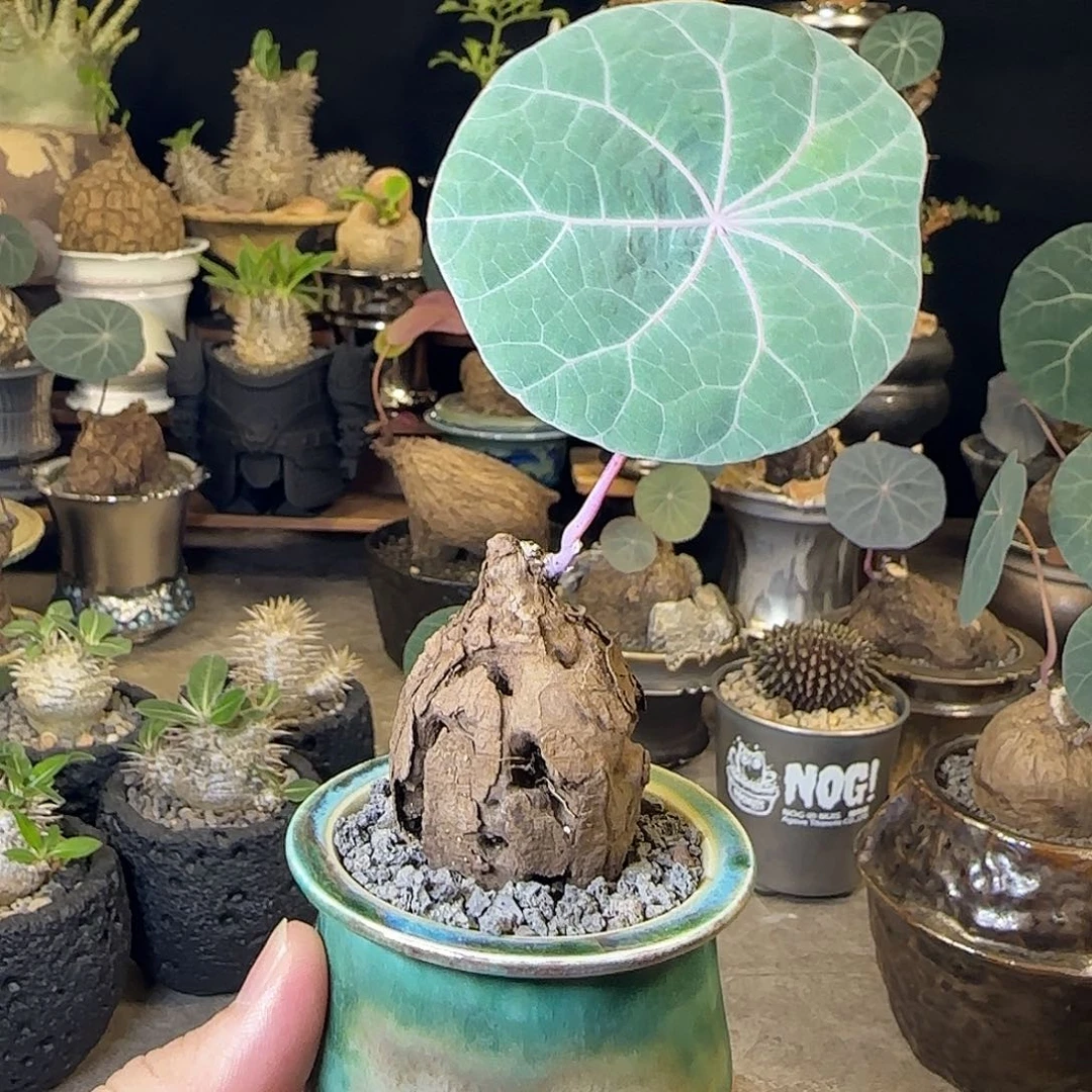 一物一拍老家一叶龟08