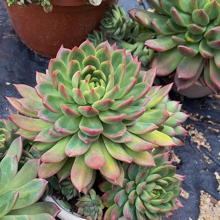 伊***陈丽娟花花冰心公主