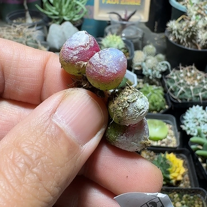 C***e296灯泡2个一份脱土发货