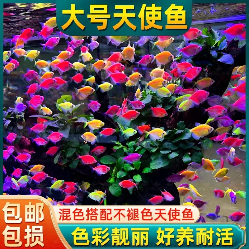 【大号】七彩天使鱼小型热带淡水鱼耐活好养群游活体金鱼孔雀观赏鱼