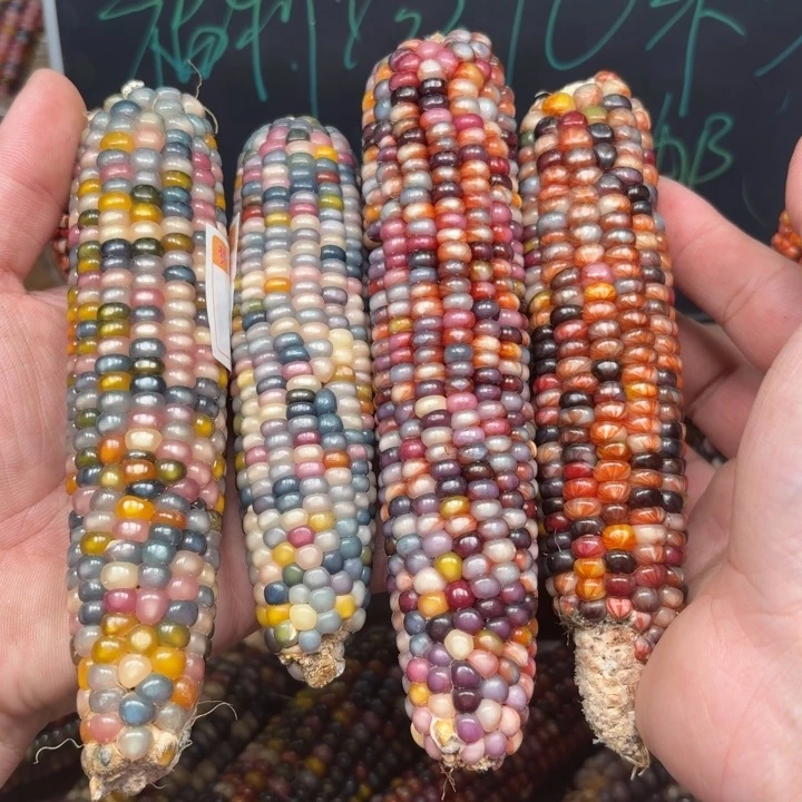 柏香籽/百香籽吊坠临**梦