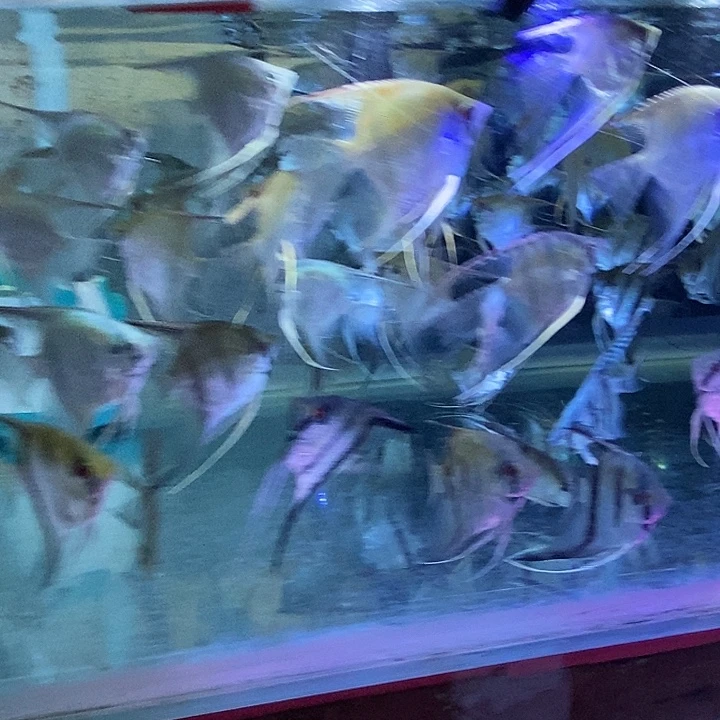 @***人神仙鱼长尾秘鲁那鲁湾蓝魔黄金燕中金鼎小红魔