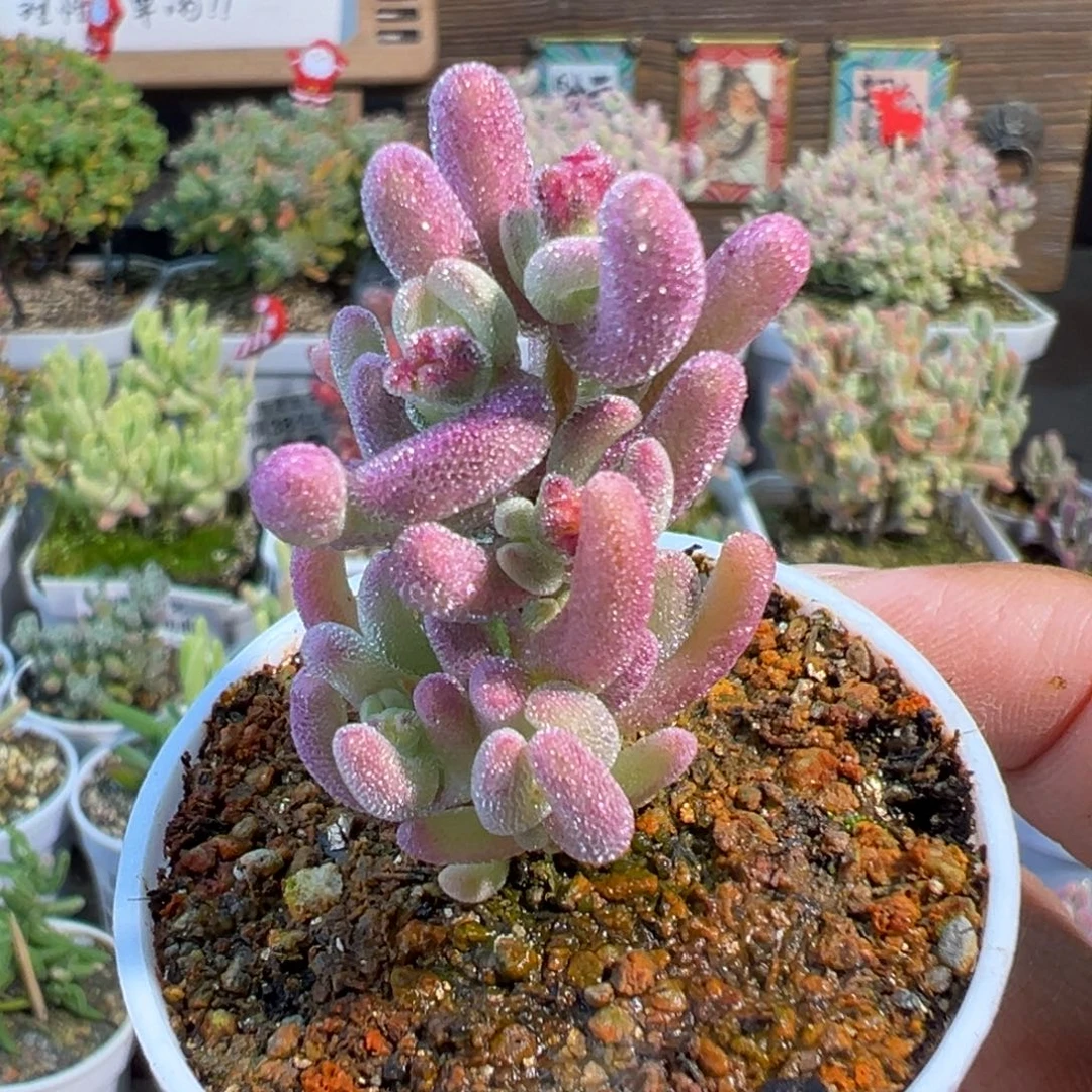 2-495紫闪光带一点拉丝锦五圆盆