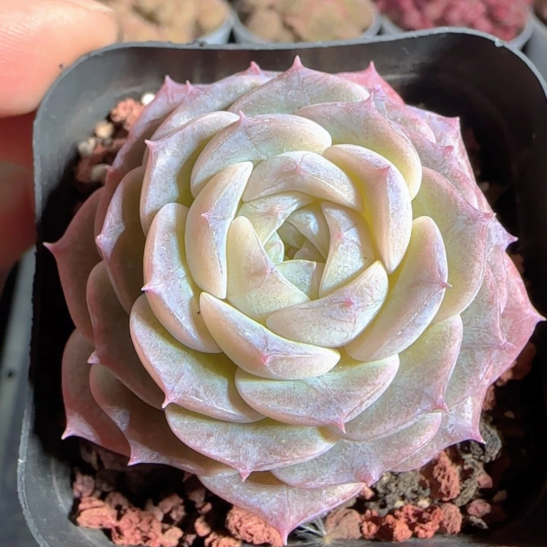 多肉1223-62纯爱纯爱