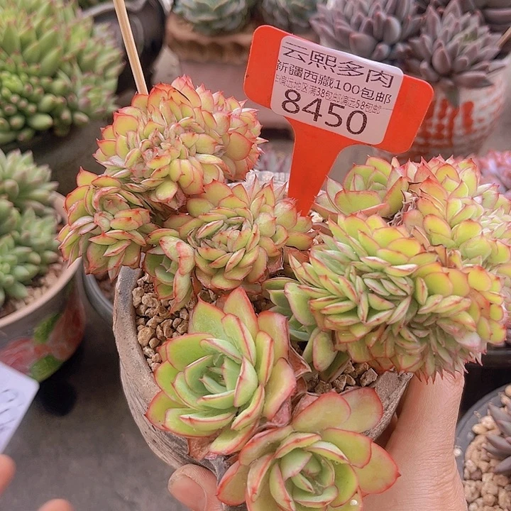 小***圈8450牡丹亭。