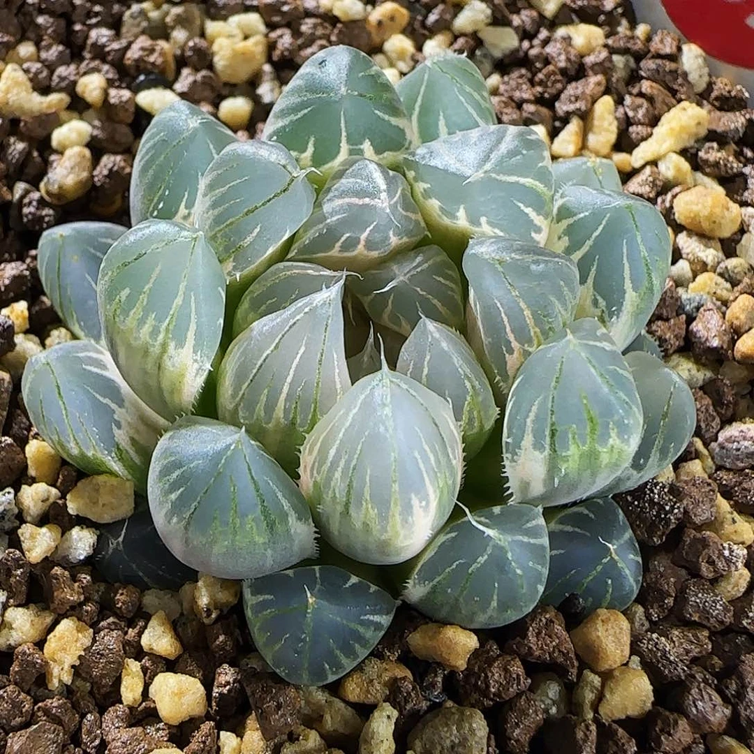 259号糊斑霓虹灯4.6左右一物一拍带盆土