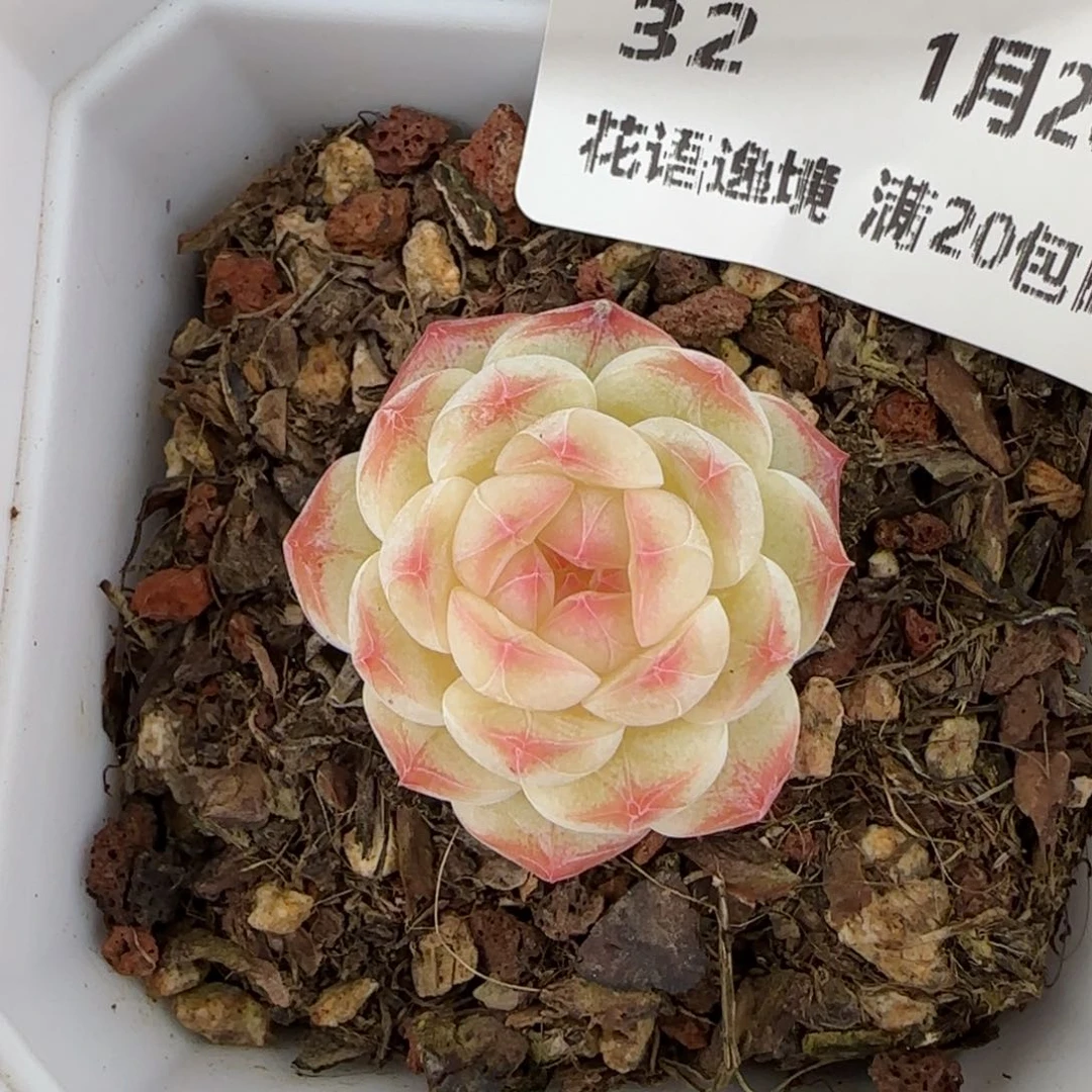 花语逸境0120-32白桃汽水